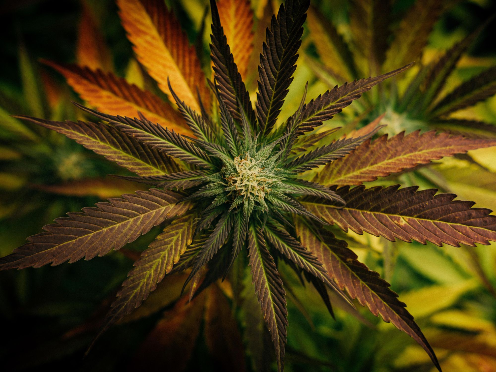 California Cannabis is Getting New Clear Regulations - dot.LA