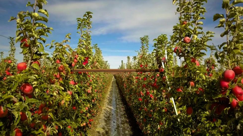 About 87 million metric tons of apples are produced globally each year.