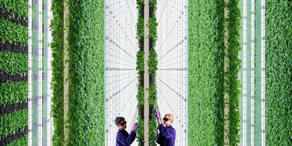 As California’s Drought Worsens, Vertical Farms Offer A Possible Respite