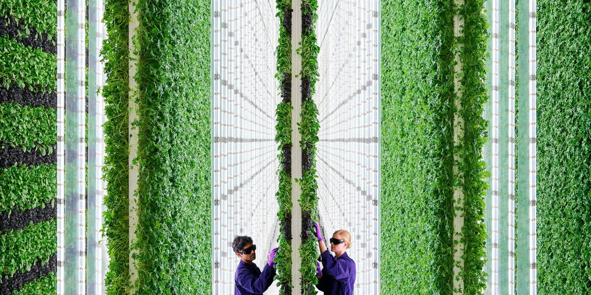 As California’s Drought Worsens, Vertical Farms Offer A Possible Respite
