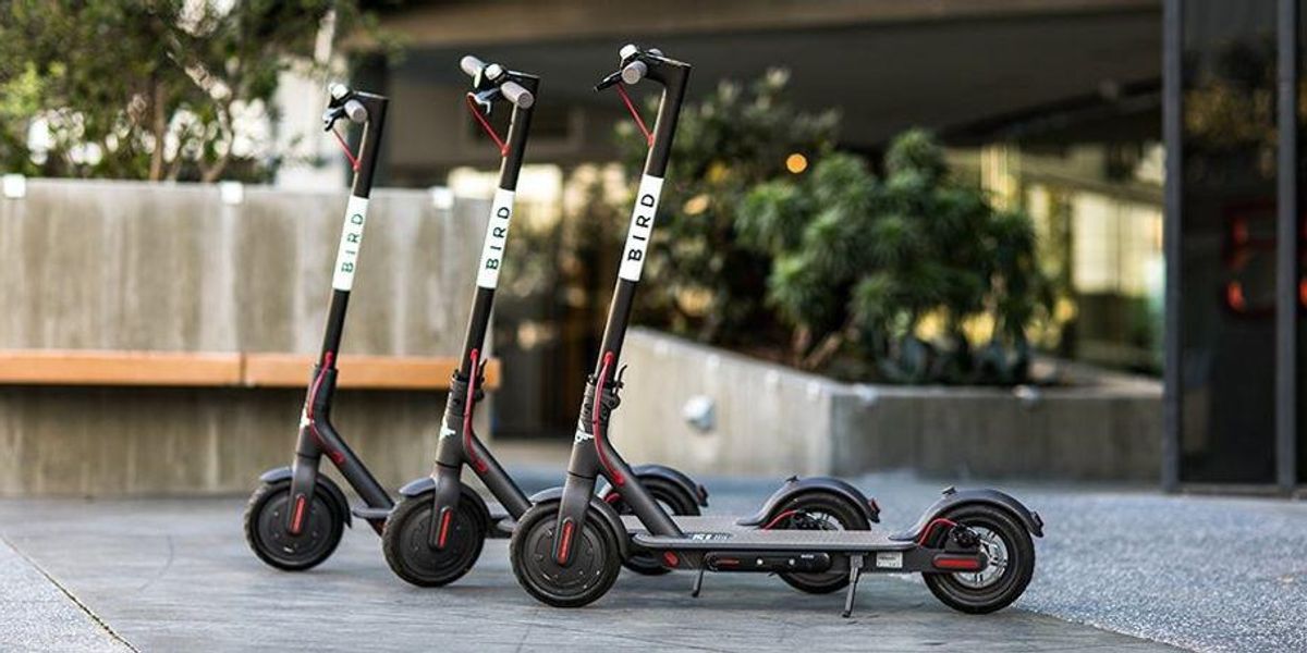 Bird scooters