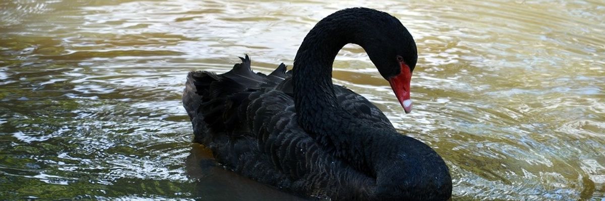 Stockpile Cash and Slash Costs: Top VCs Warn Coronavirus is a 'Black Swan' Event