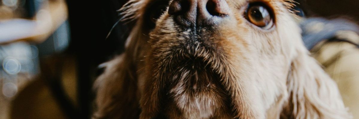 'A Wedding Registry' for Rescued Pets, Cuddly Raises $4M