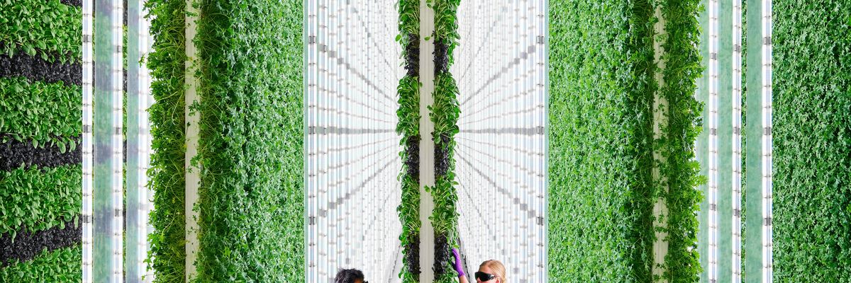 As Central Valley Farmlands Suffer Fire and Drought, a New Vertical Farm Is Sprouting — in Compton