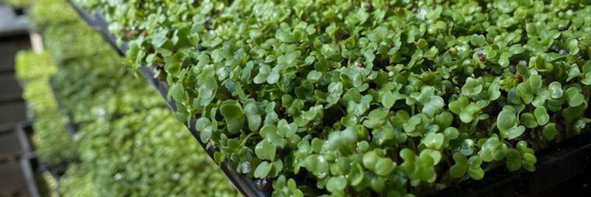'We Give Farmers the Tool to Create Their Own Delivery Options': LA-Based CropSwap Pivots to Take on Grocery Deliveries