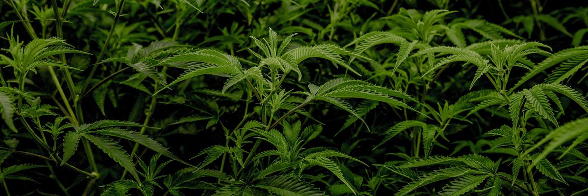 SPAC Deal Aims to Create the Largest Pot Company in California