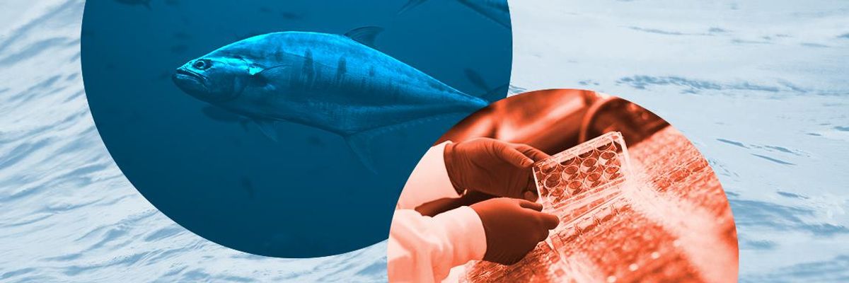 Can Cell-Cultured Seafood Help Stem Overfishing as Global Demand Increases?
