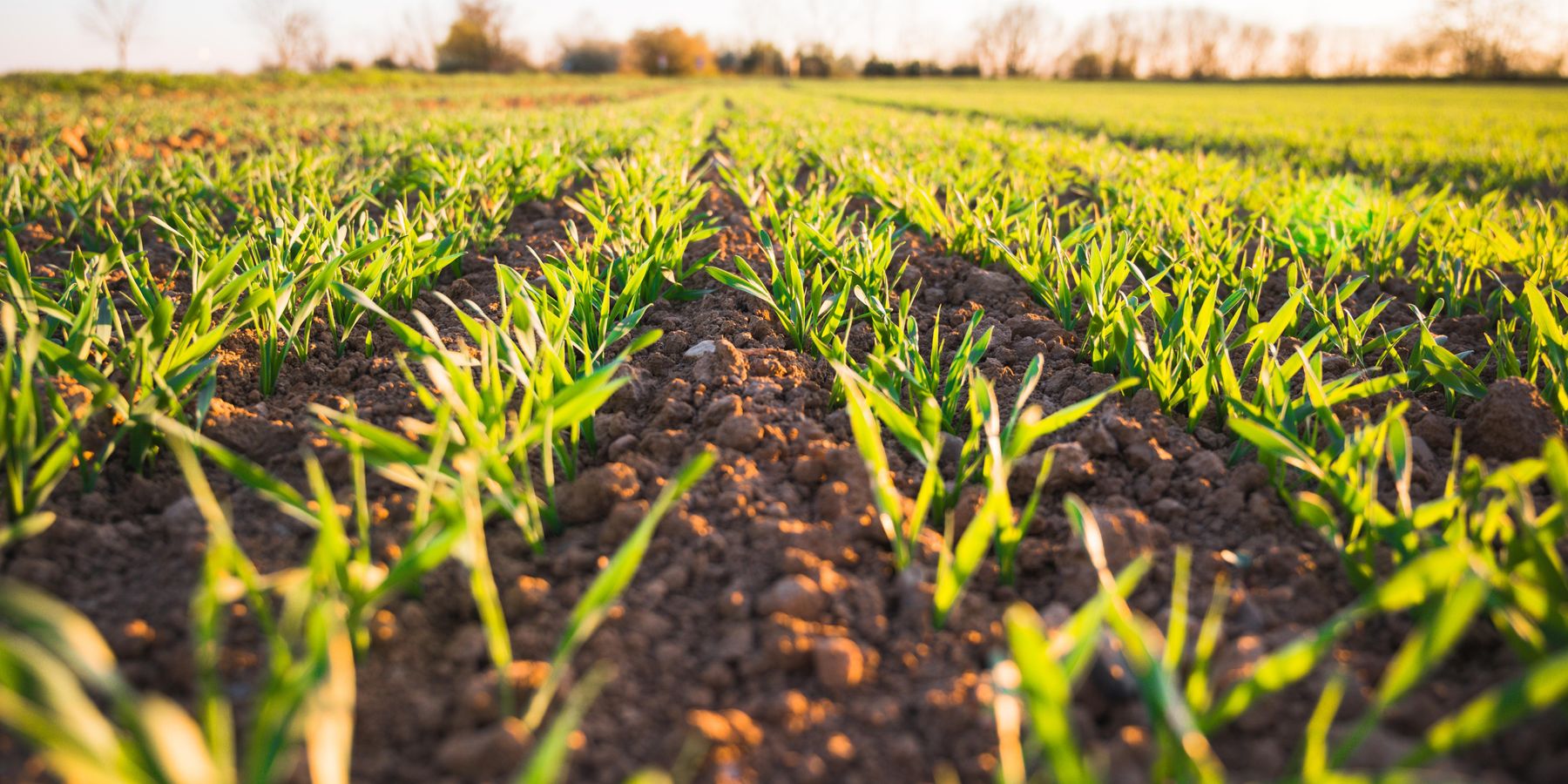 LA Venture Podcast: Gil Demeter of Pontifax AgTech on the Next Generation of Robotics and Bioscience