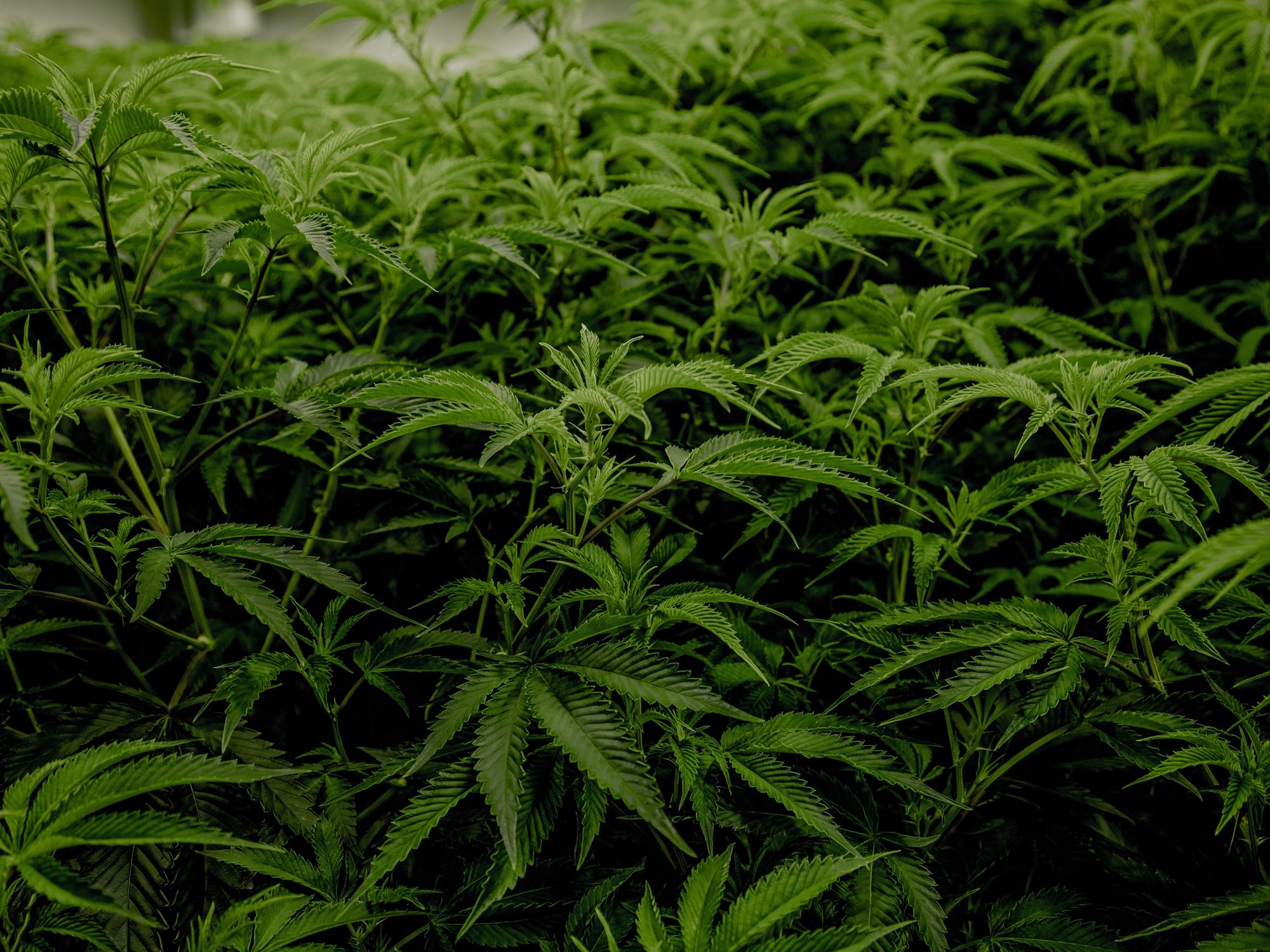 SPAC Deal Aims to Create the Largest Pot Company in California