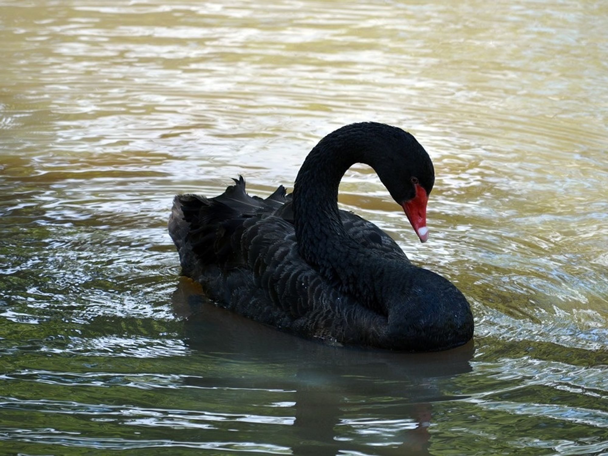 Stockpile Cash and Slash Costs: Top VCs Warn Coronavirus is a 'Black Swan' Event