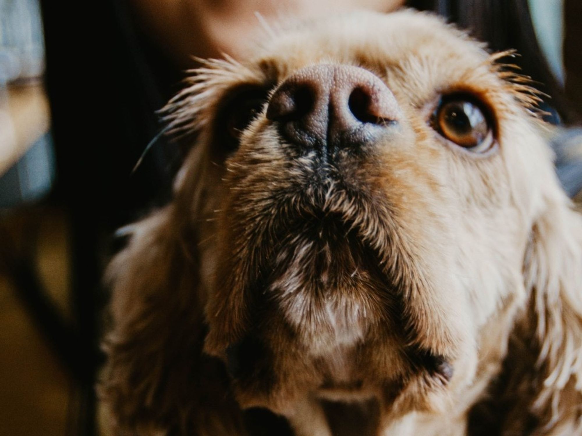 'A Wedding Registry' for Rescued Pets, Cuddly Raises $4M