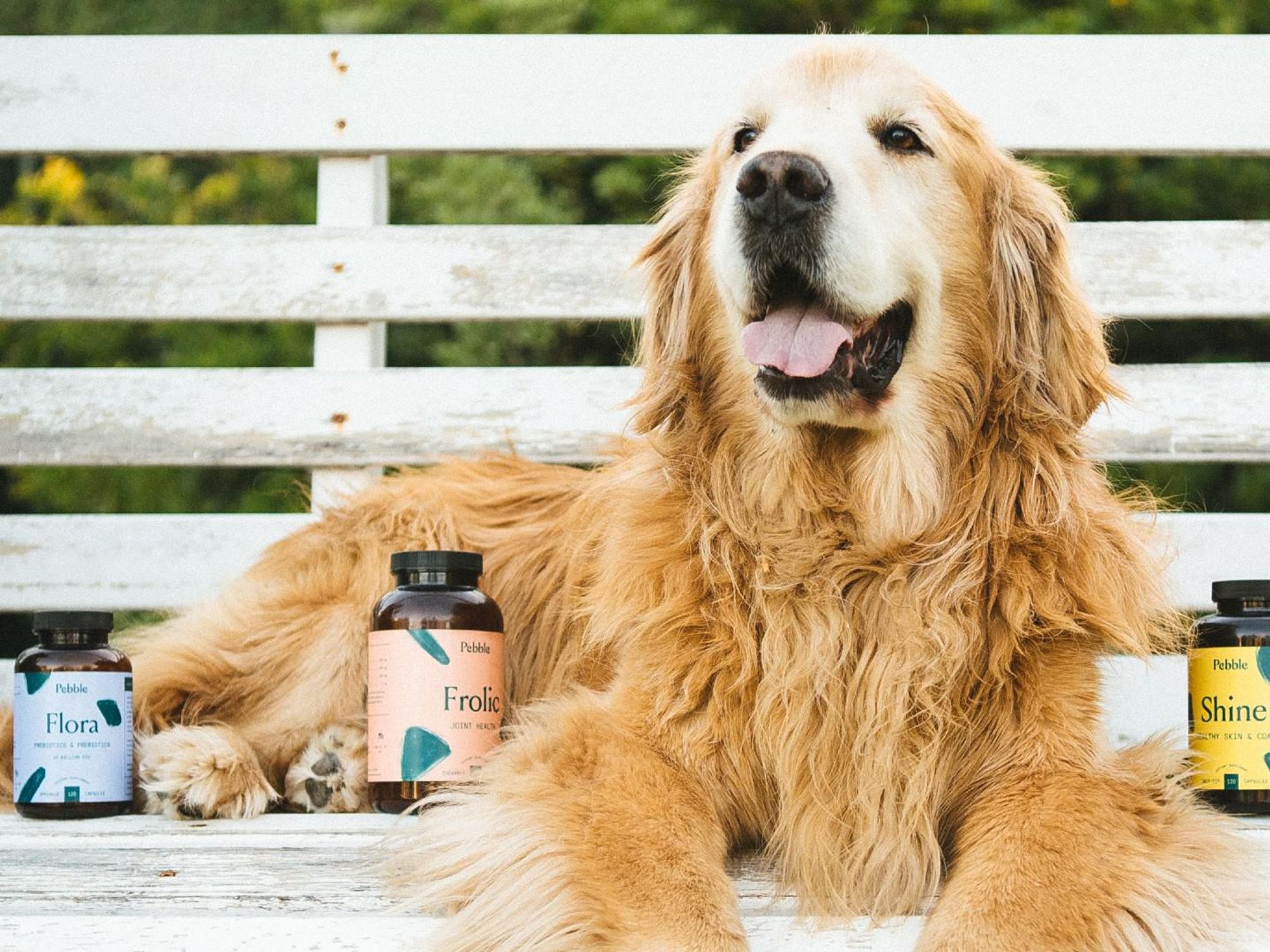 As Pet Ownership Skyrockets, Leap Announces Four Legged-Focused Accelerator Class