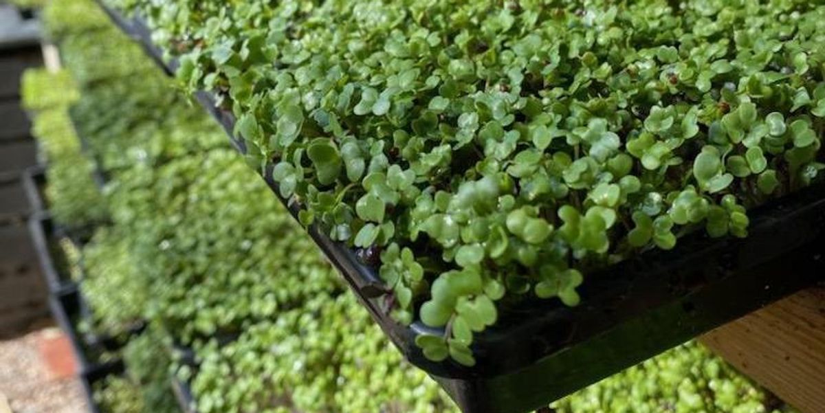 This LA Startup Wants to Ruin Your Taste for Grocery Store Produce