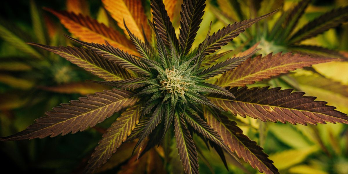 This $1.9B Canadian IPO Could Make LA the 'Center of the Cannabis Universe'