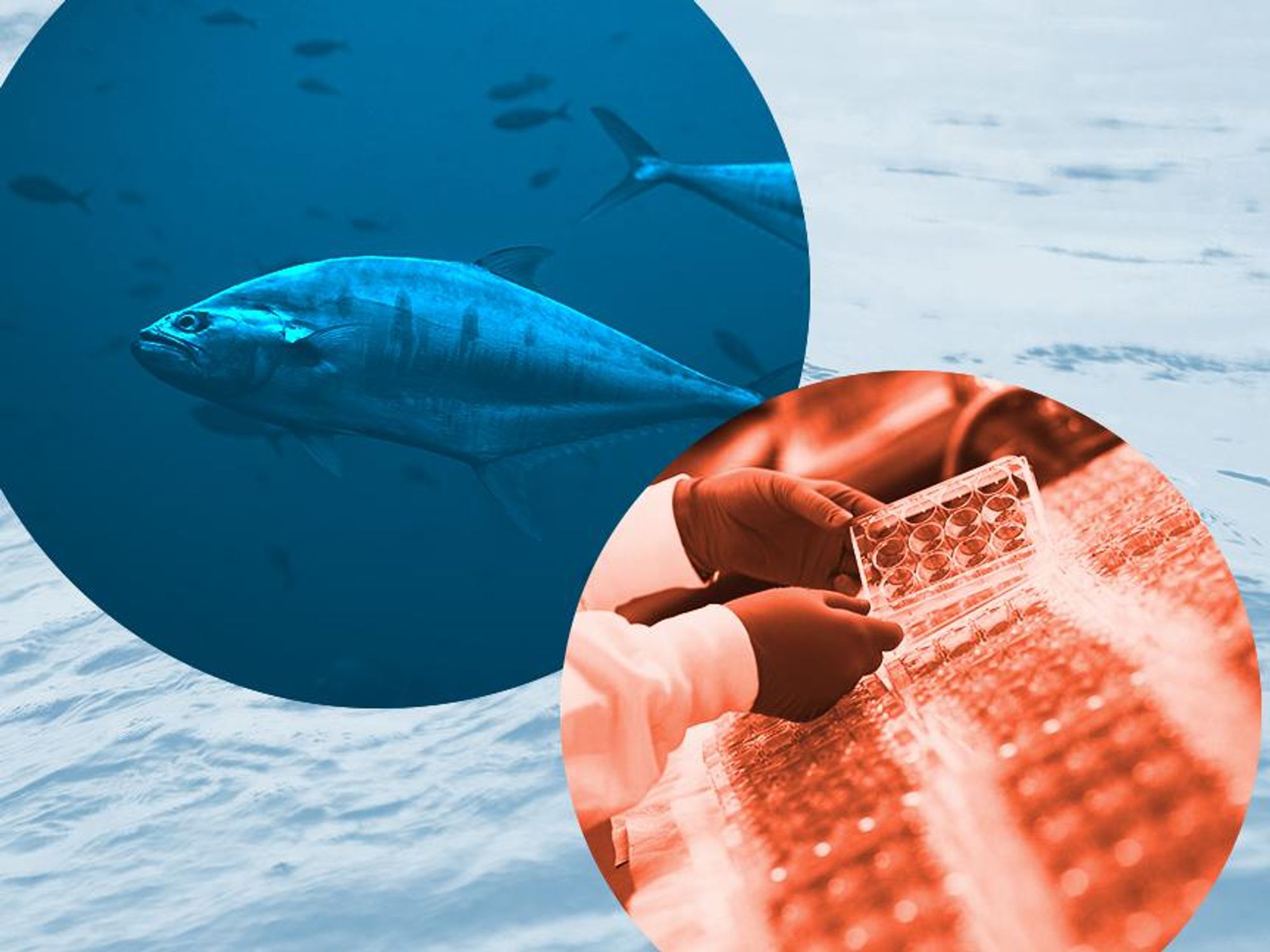 Can Cell-Cultured Seafood Help Stem Overfishing as Global Demand Increases?