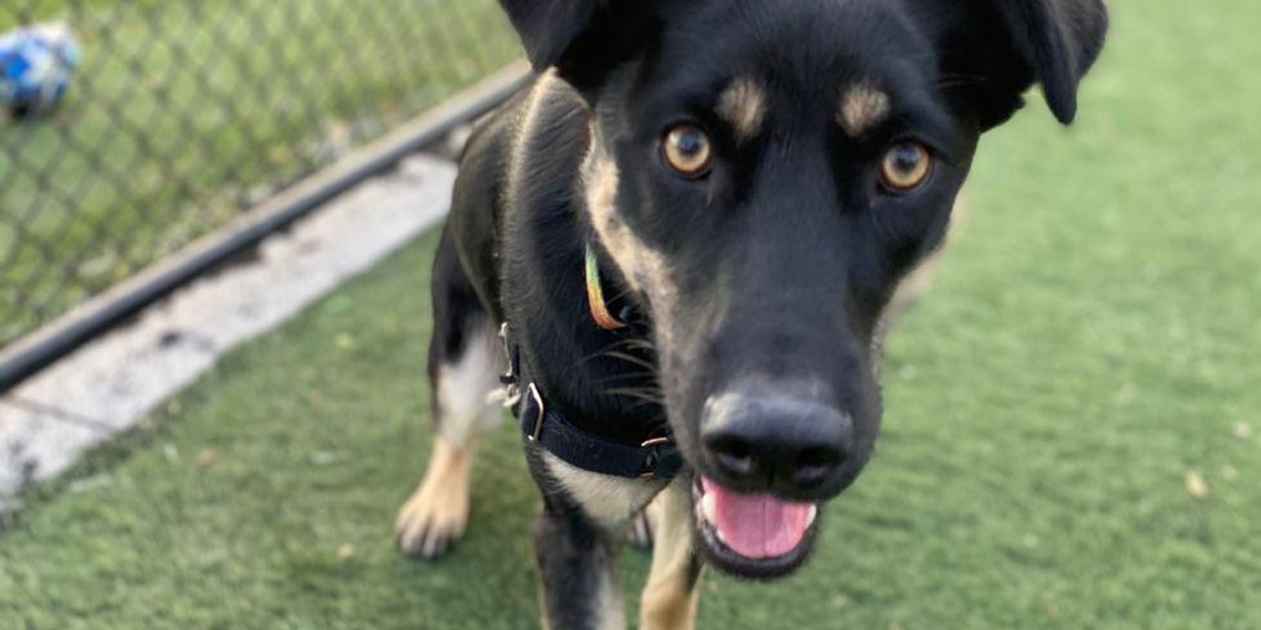 Culver City Startup Capitalizes on Pandemic-Driven Pet Market