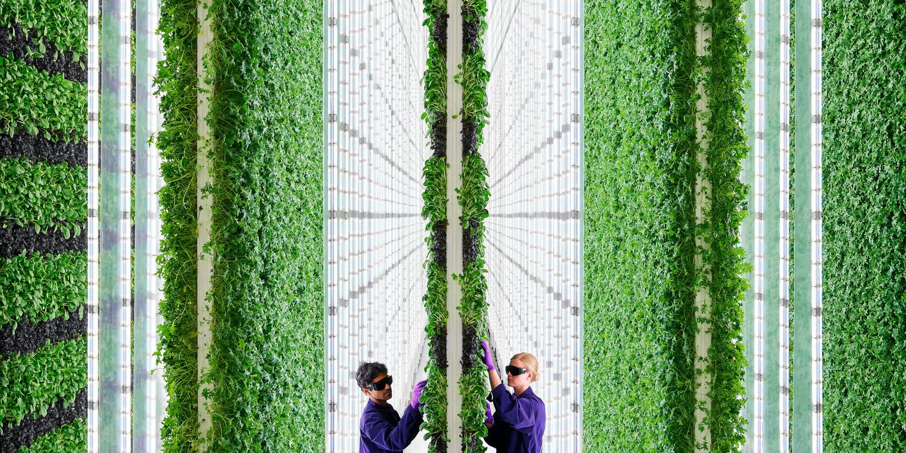 Compton Vertical Farm's Food Finds Home on SoCal Shelves