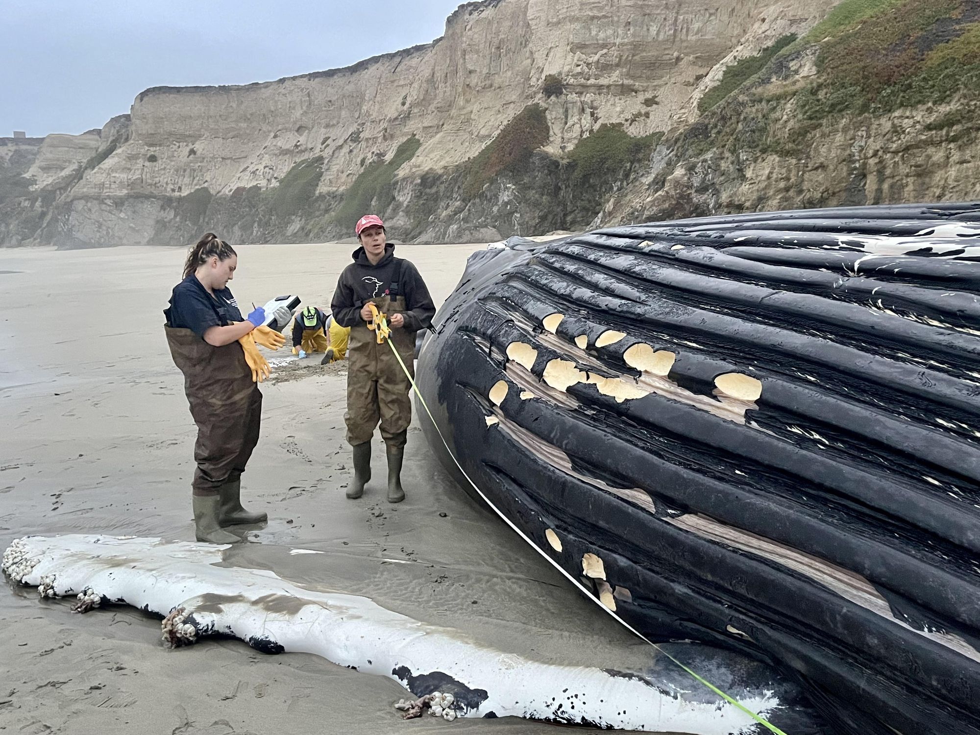 The 'Whale Safe' Project Is Working To Eliminate Whale Deaths From Boating Accidents